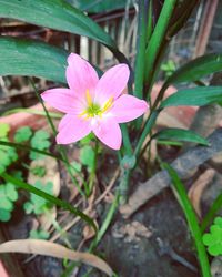 Close-up of pink flower