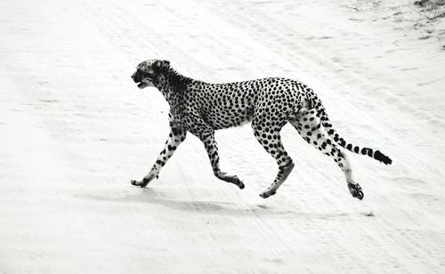 Cheetah running on snow field