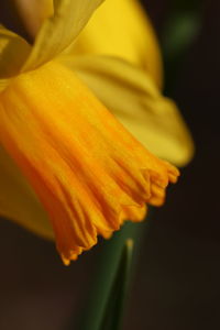 Close-up of orange flower