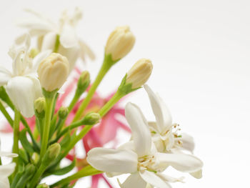 Close-up of white flowers