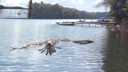 Birds flying over lake against sky