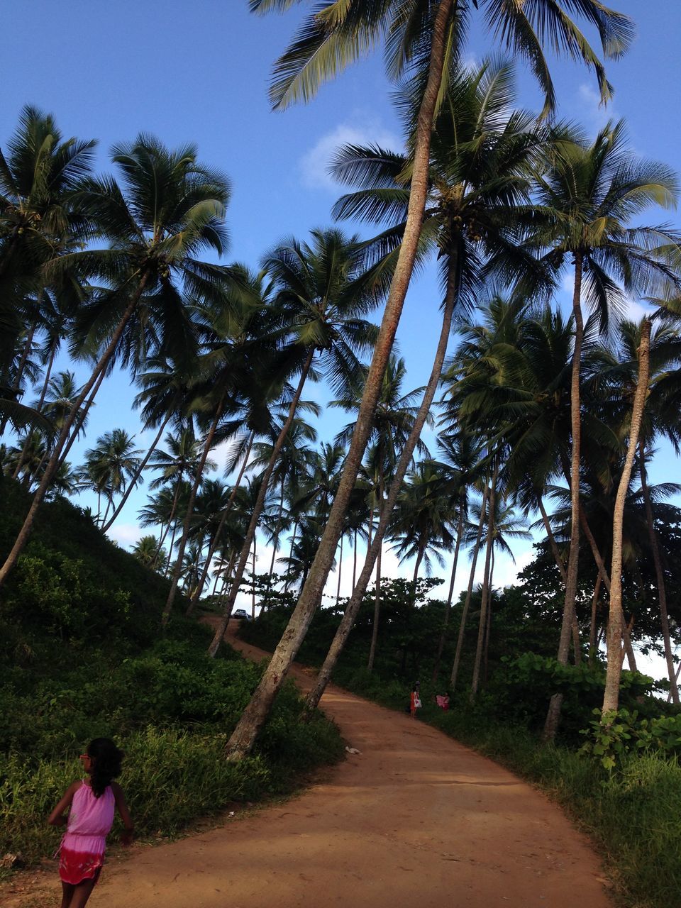 tree, tree trunk, growth, tranquility, low angle view, clear sky, nature, tranquil scene, branch, beauty in nature, scenics, sky, day, green color, sunlight, shadow, palm tree, outdoors, forest, non-urban scene