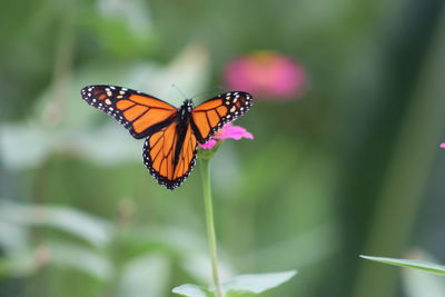 Close-up of butterfly pollinating on flower