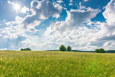 Scenic view of agricultural field against sky