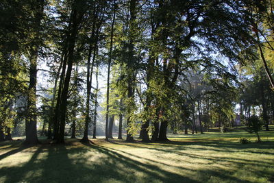 Trees in forest