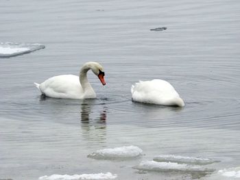 Swan floating on lake