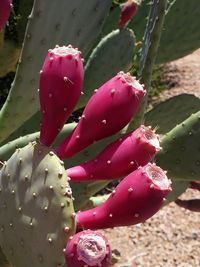 Close-up of water drops on cactus plant