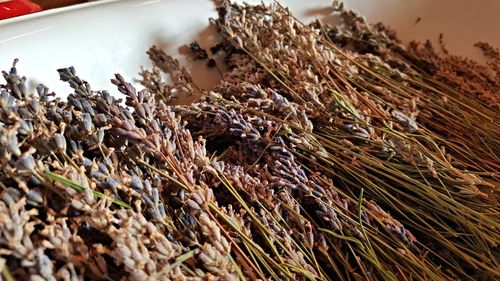 Close-up of plant on field