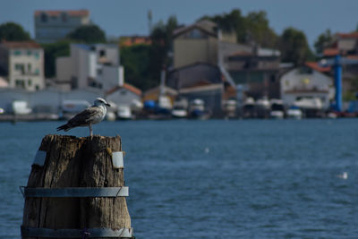 Seagull perching on wooden post