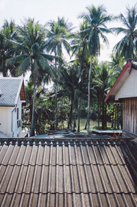 Palm trees by house against sky