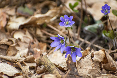 flowering plant