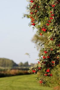 Close up of red flowers