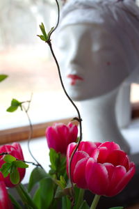 Close-up of pink rose