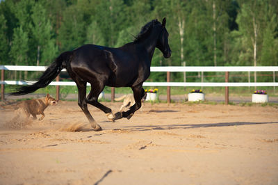 Horse running in ranch