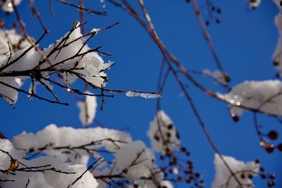 Low angle view of flower tree against blue sky