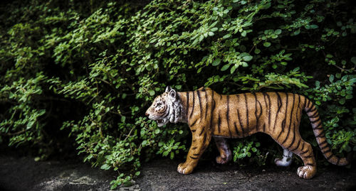 Side view of a cat