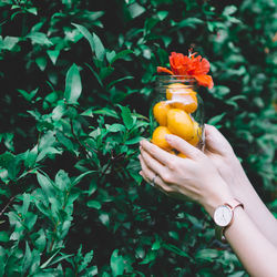 Close-up of hand holding jar with mango and flower