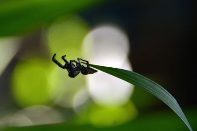Close-up of leaves on twig