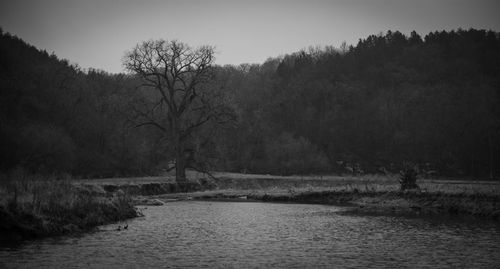 Scenic view of river by trees against sky