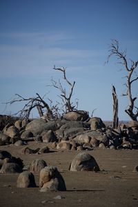 View of an animal on rock