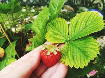 Midsection of person holding strawberry