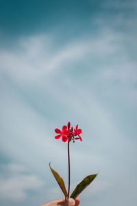 Close-up of red flowering plant against cloudy sky