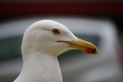 Close-up side view of a bird against blurred background