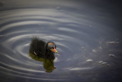 High angle view of duck swimming in lake