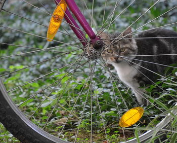 Close-up of butterfly on flower