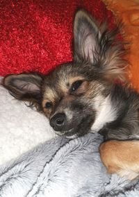 Close-up portrait of dog relaxing on bed