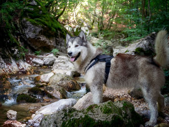 Portrait of alaskan malamute dog, on the stream in the forest. strong and powerful dog