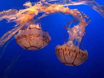 Close-up of jellyfish swimming in aquarium