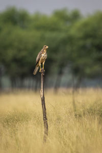 Bird on a field