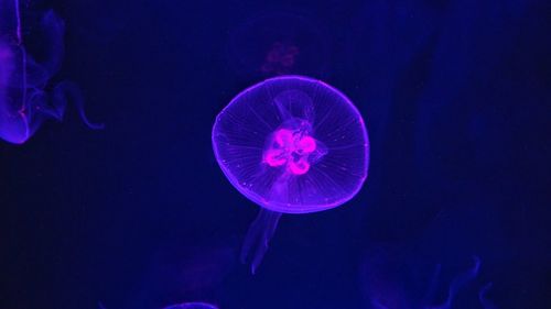 Close-up of jellyfish swimming in sea