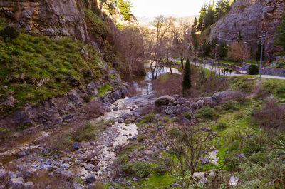 Scenic view of river amidst trees in forest