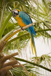 Close-up of parrot perching on branch