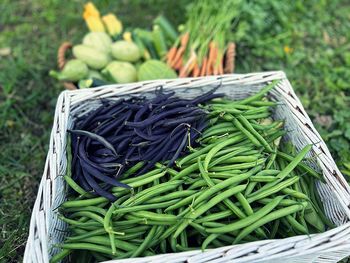 Picking beans on the plot, green string beans, vegetables in the garden, summer vegetables, box 