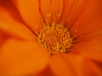 Close-up of orange flower