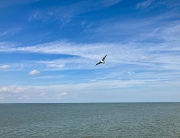 Bird flying over sea against sky