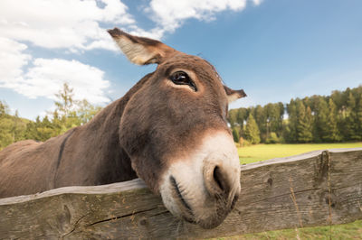 Close-up of a horse on field