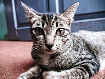 Close-up portrait of tabby cat