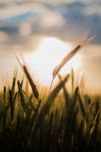 Close-up of wheat growing on field against sky at sunset