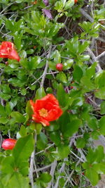 Close-up of red flowers