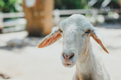 Close-up portrait of goat
