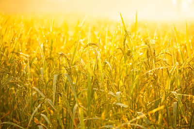 Close-up of wheat field