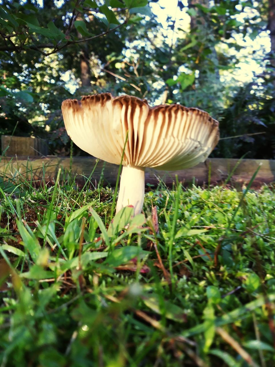 CLOSE-UP OF MUSHROOM GROWING ON TREE