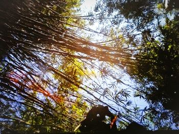 Low angle view of trees against sky