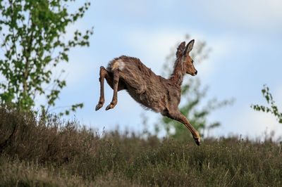 Low angle view of deer jumping on grassy field