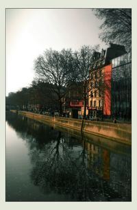 Reflection of bare trees in water