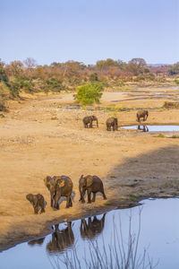 High angle view of elephants on land against clear sky